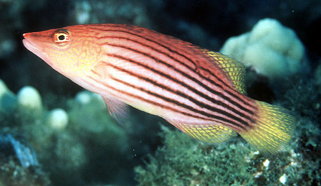 Pseudocheilinus octotaenia